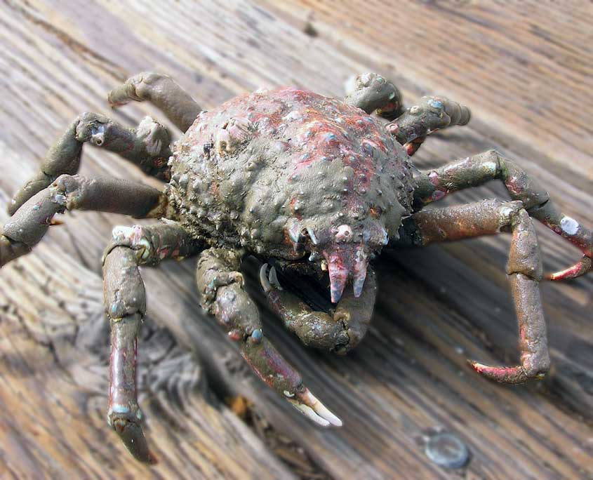 spider crab